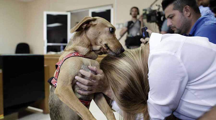 Perrito inicia juicio contra su dueña por maltrato animal | El Imparcial de Oaxaca