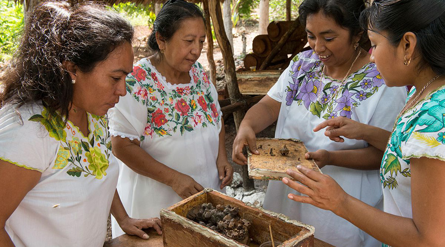 Mujeres mayas preservan abeja endémica sin aguijón, principal polinizadora de la región | El Imparcial de Oaxaca