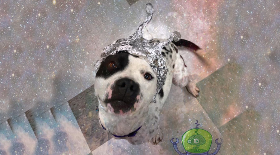 Disfrazan a perritos como aliens en busca de su adopción