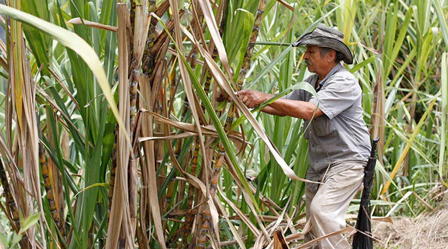 Alertan a productores  de caña por fraude | El Imparcial de Oaxaca