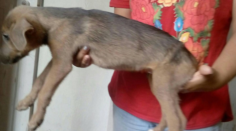 Corazón Canino; rescatando a los que no tiene voz en Juchitán