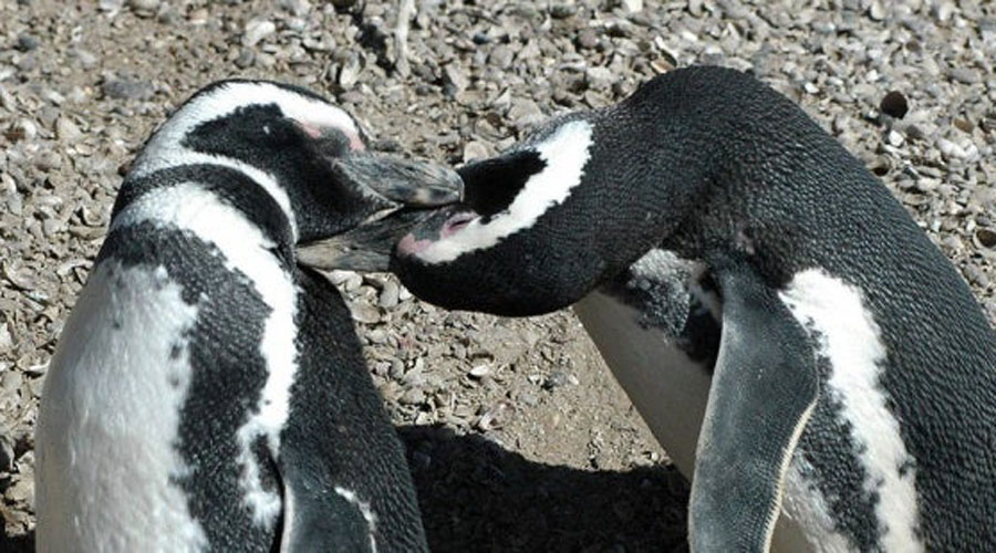 Pareja “gay” de pingúinos se convierten en padres ejemplares | El Imparcial de Oaxaca