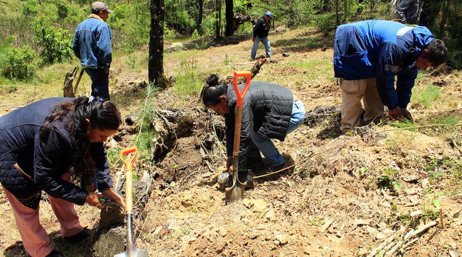 Prevén reforestar más de dos mil hectáreas en Oaxaca | El Imparcial de Oaxaca