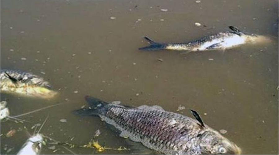 Ecocidio en ríos de Tuxtepec | El Imparcial de Oaxaca