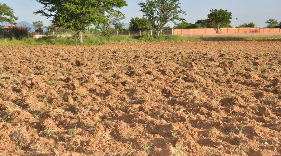 El 63% de los municipios de Oaxaca cuenta con algún grado de sequía