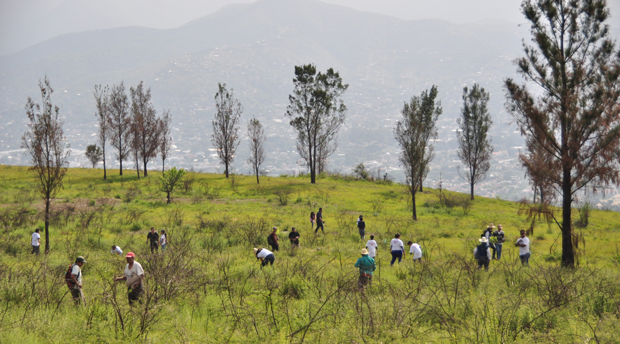 Lanzan campaña de reforestación en Atzompa | El Imparcial de Oaxaca