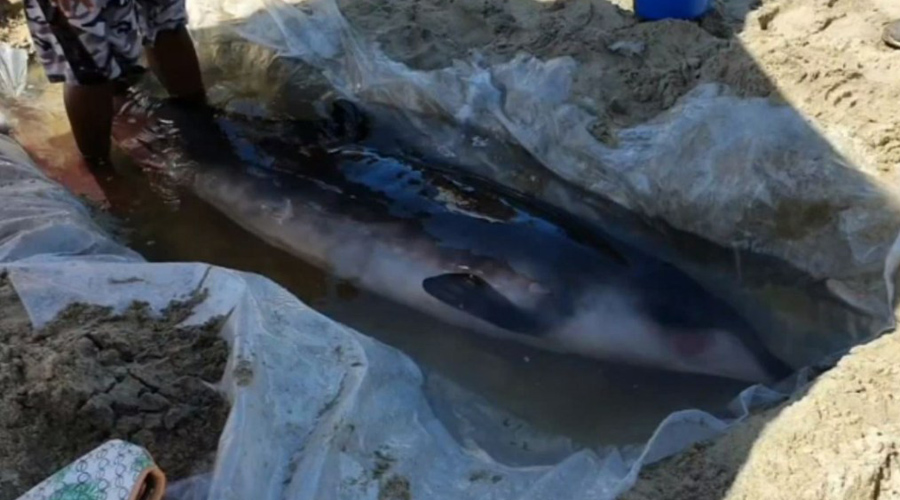 Rescatan a cetáceo varado en Colotepec