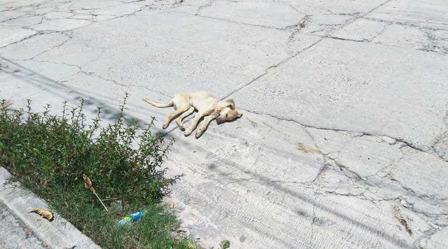 Muere perro por envenenamiento;  las autoridades de la Mixteca se echan la bolita | El Imparcial de Oaxaca