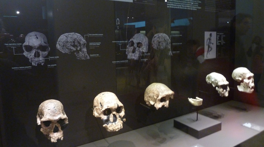 Identifican los restos de Homo Sapiens más antigüos de Europa | El Imparcial de Oaxaca