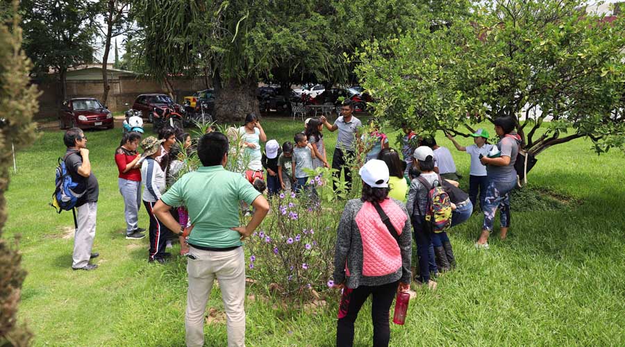 Alertan por crisis de  abejas y polinización