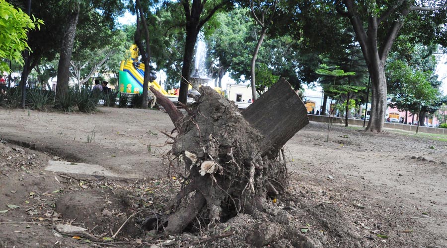 Piden restaurar arbolado y prados en El Llano