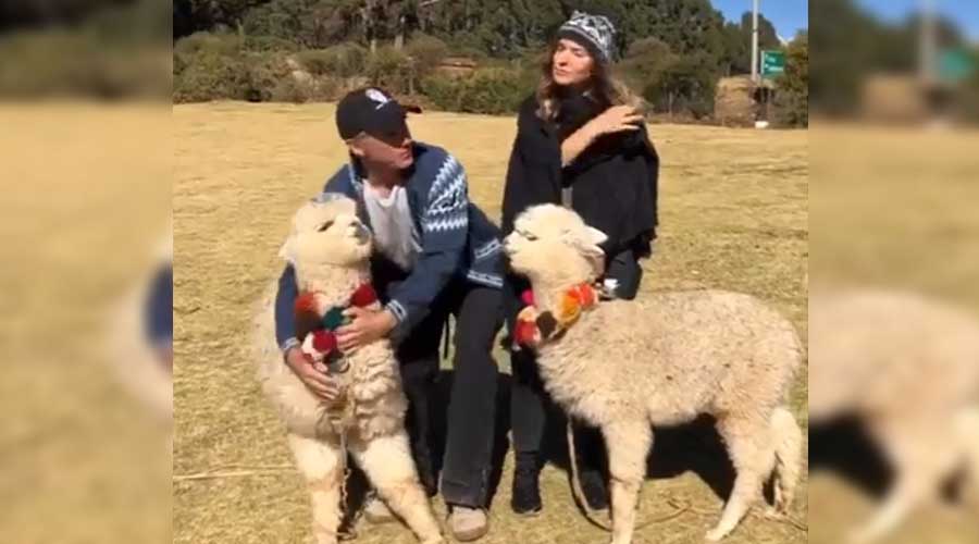 Video: Alpaca le escupe a Sergio Mayer durante sus vacaciones en Perú | El Imparcial de Oaxaca