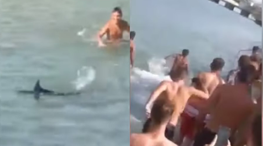 Video: Turistas matan a pedradas a un pez espada; pensaron que era un tiburón | El Imparcial de Oaxaca