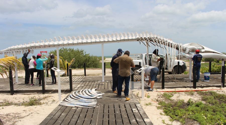 Exhiben esqueleto de ballena encontrada sin vida en Yucatán | El Imparcial de Oaxaca