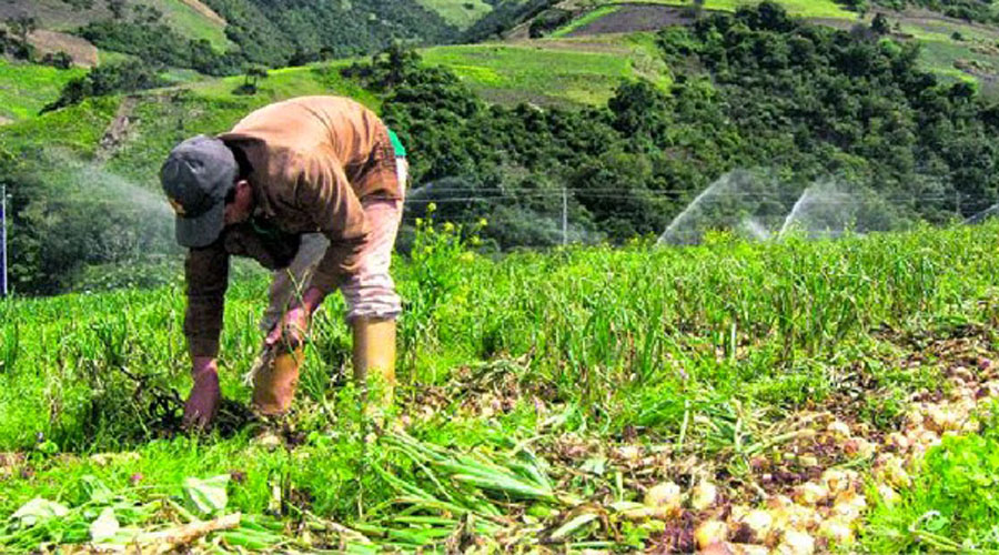 Urge impulso a agroindustria en Oaxaca | El Imparcial de Oaxaca