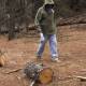 Pide Conafor a la Guardia Nacional para combatir tala ilegal