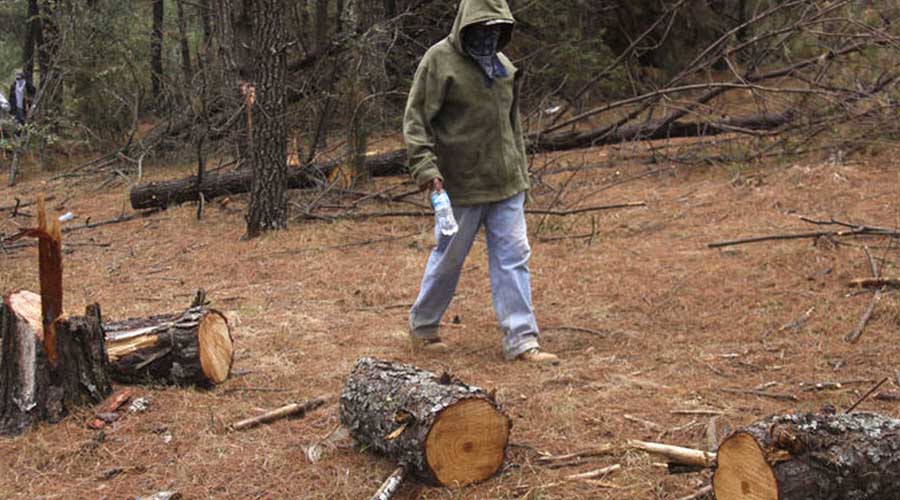 Pide Conafor a la Guardia Nacional para combatir tala ilegal | El Imparcial de Oaxaca