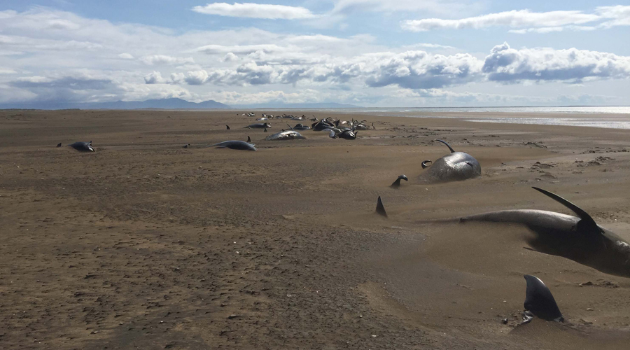 Más de 50 ballenas mueren de manera inexplicable en las costas de Islandia | El Imparcial de Oaxaca