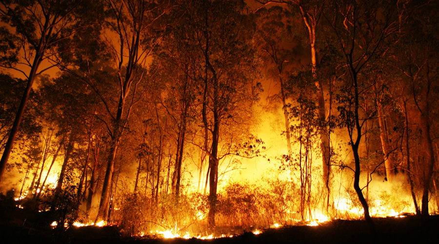 Incendio arrasa bosques de Siberia; gobierno no lo apaga porque “cuesta demasiado” | El Imparcial de Oaxaca