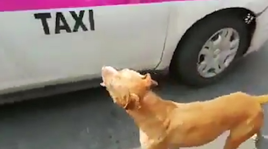 Video: perro corre tras un taxi que lo abandonó en la calle | El Imparcial de Oaxaca