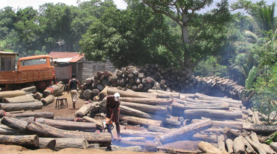 Talan 6 millones de árboles en Ghana para llevarlos ilegalmente a China | El Imparcial de Oaxaca