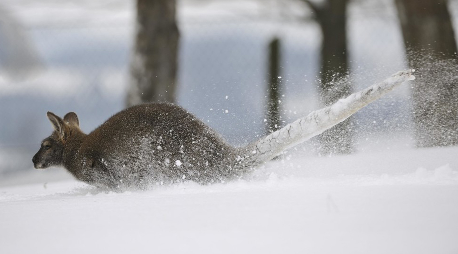 Canguros aman retozar en la nieve en Australia | El Imparcial de Oaxaca
