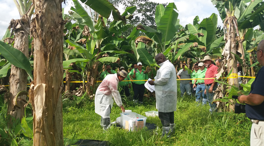 Detectan hongo maligno para plantaciones de plátano en Colombia | El Imparcial de Oaxaca