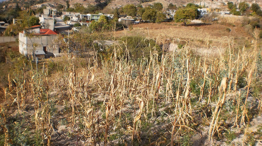 En la Mixtaca, reportan afectaciones a más de dos mil hectáreas de cultivos