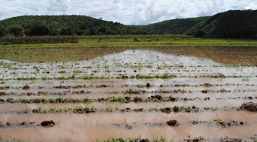 En la Mixtaca, reportan afectaciones a más de dos mil hectáreas de cultivos