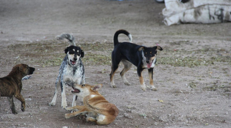 En la Mixteca, buscan disminuir la sobrepoblación canina | El Imparcial de Oaxaca