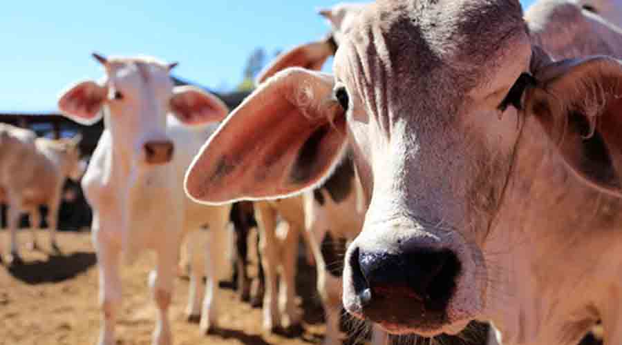 Productores de leche se suman a padrón federal | El Imparcial de Oaxaca
