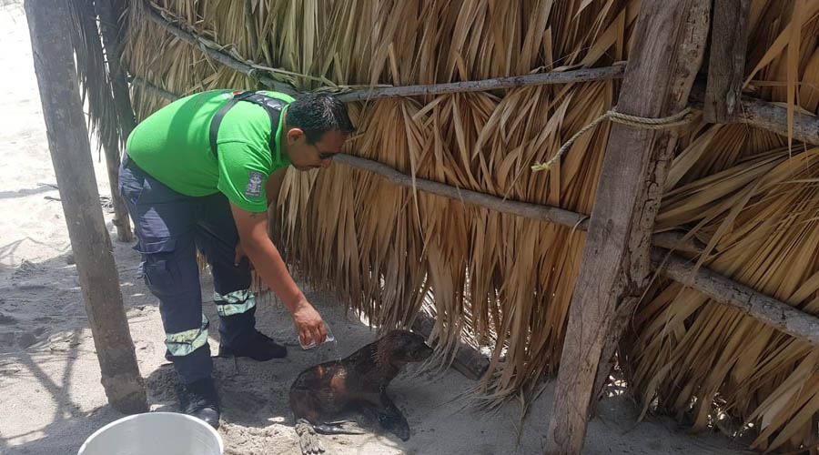 Rescatan a dos lobos marinos en playa de Tututepec