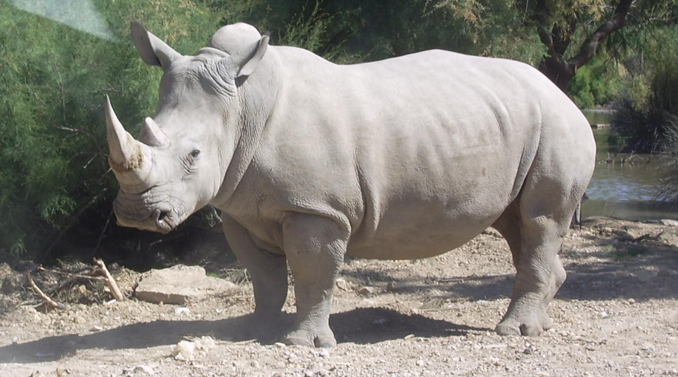 Fecundan en laboratorio óvulos de rinoceronte blanco para salvar especie de la extinción | El Imparcial de Oaxaca
