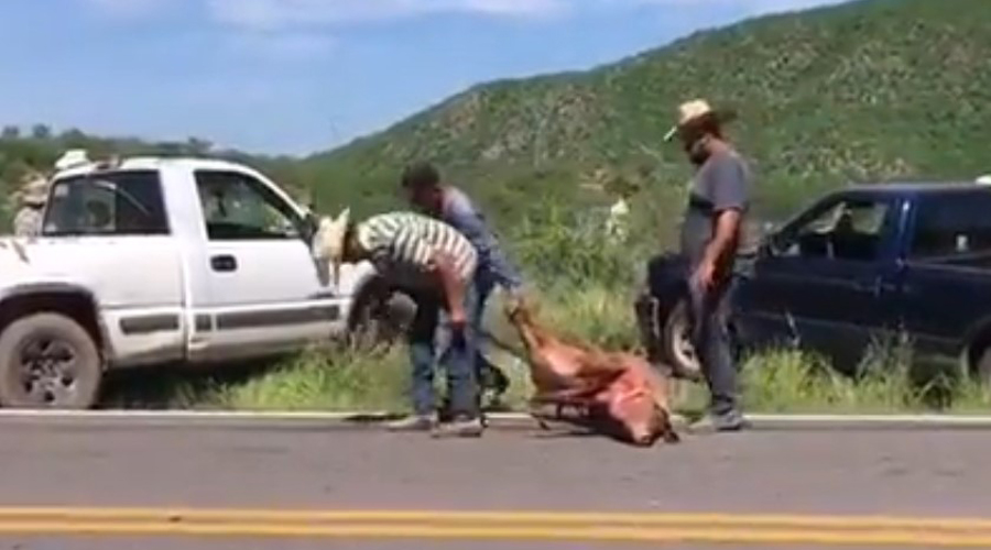 Video: rapiñan cerdos de tráiler volcado en carretera | El Imparcial de Oaxaca
