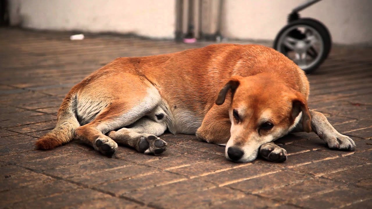 Video: Perrito se hace la víctima para que le regalen comida | El Imparcial de Oaxaca