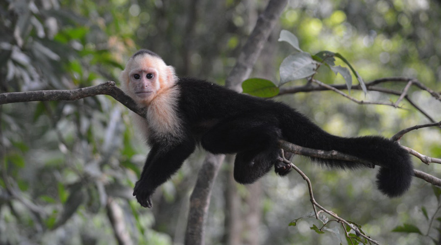 Video: Mono capuchino rompe el cristal de su jaula | El Imparcial de Oaxaca