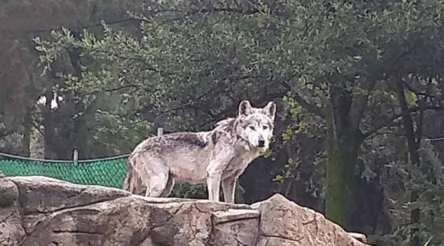 Lobo mexicano en zoológico presenta problemas de salud | El Imparcial de Oaxaca