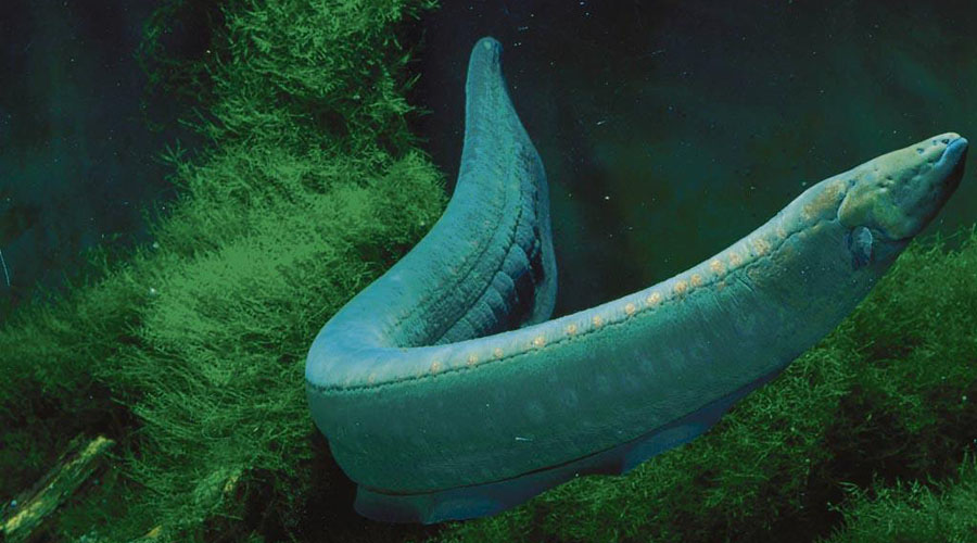 Descubren nueva especie de anguila eléctrica mucho más potente | El Imparcial de Oaxaca