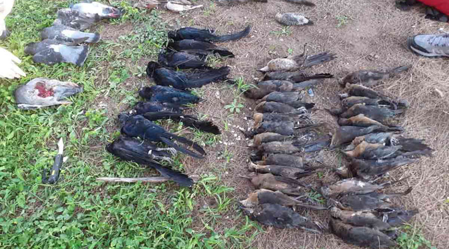 Investigan extraña muerte de más de 100 aves en Jalisco | El Imparcial de Oaxaca