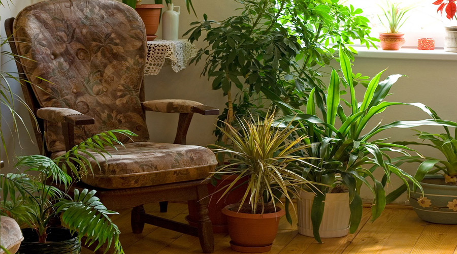 Sigue estos tips para darle vida a las plantas de tu casa | El Imparcial de Oaxaca