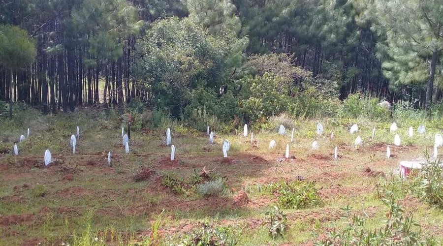 Cultivo de nopal, alternativa sustentable en Chalcatongo
