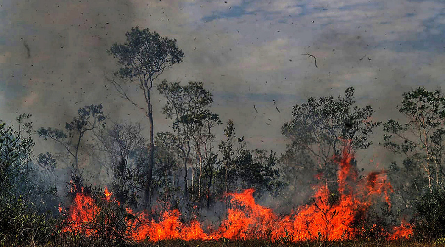 Experto responde dudas sobre el daño sufrido en el Amazonas por incendios | El Imparcial de Oaxaca