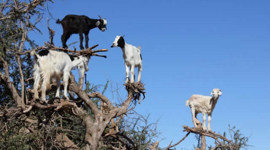 Video: Sorprenden cabras que desafían la gravedad | El Imparcial de Oaxaca