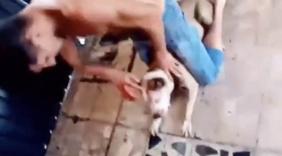 Video: Hombre tortura cruelmente a pitbull hasta matarlo | El Imparcial de Oaxaca