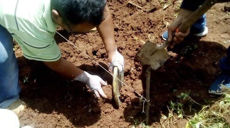 Cultivo de nopal, alternativa sustentable en Chalcatongo