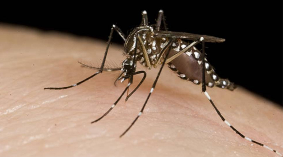 Reportan 30 brotes activos de dengue en Oaxaca | El Imparcial de Oaxaca