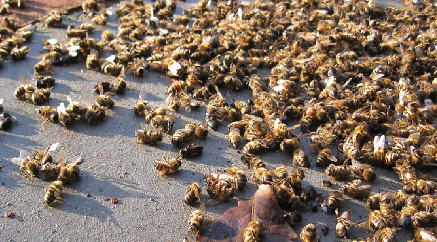 Muerte masiva de abejas en Brasil preocupa a apicultores | El Imparcial de Oaxaca