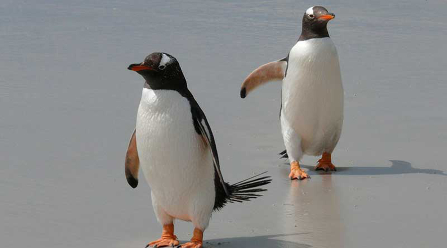 Primer pingüino sin género será criado por pareja de aves del mismo sexo | El Imparcial de Oaxaca