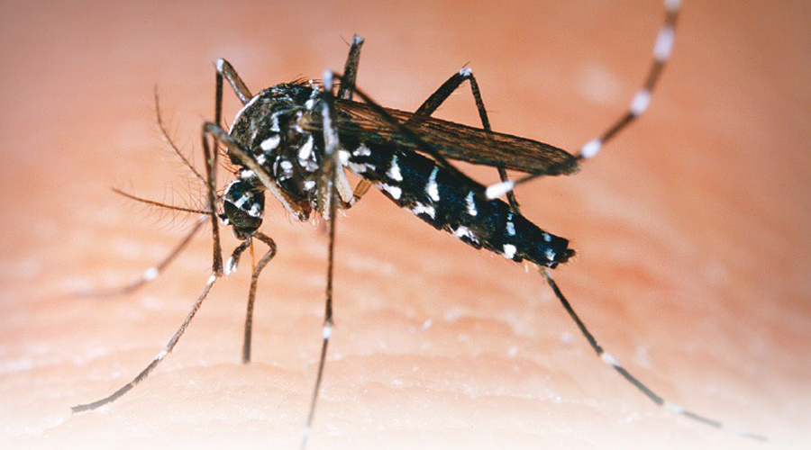 Denuncian ciudadanos casos de Dengue en Huajuapan