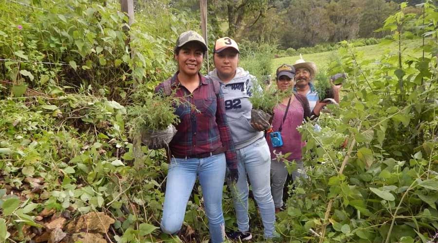 Buscan salvar pulmones en Itundujia | El Imparcial de Oaxaca